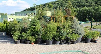 Zahradnictvi Clematis